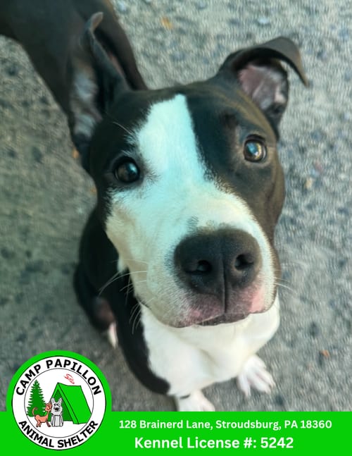 Photo of Billy, adoptable American Pit Bull Terrier in Stroudsburg, Pennsylvania