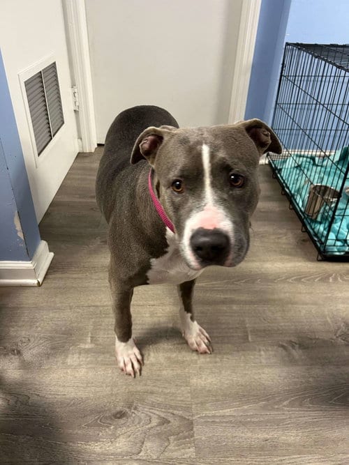 Photo of Sky, adoptable Pit Bull Terrier in Cliffwood, New Jersey