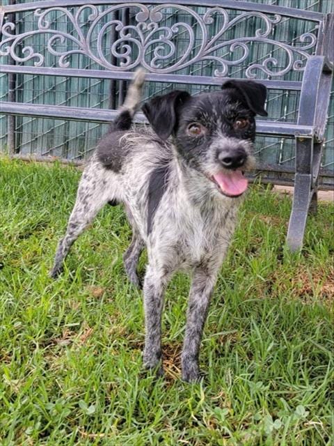 Photo of Geeky, adoptable Terrier in San Bernardino, California