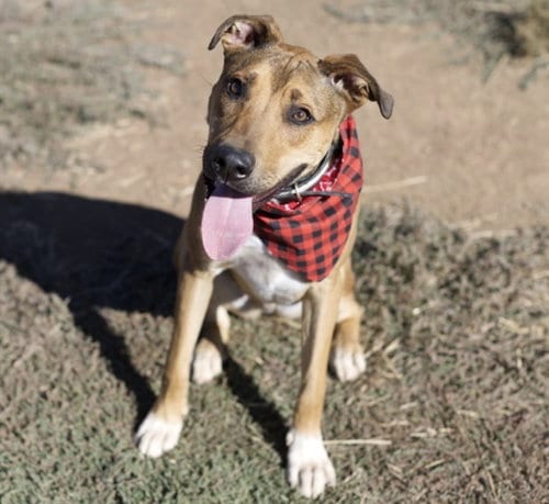 Photo of Ranger, adoptable Terrier in Placerville, California