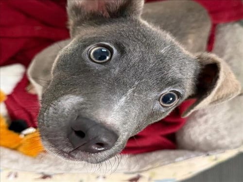 Photo of Shoe Lace, adoptable Staffordshire Bull Terrier in Houston, Texas