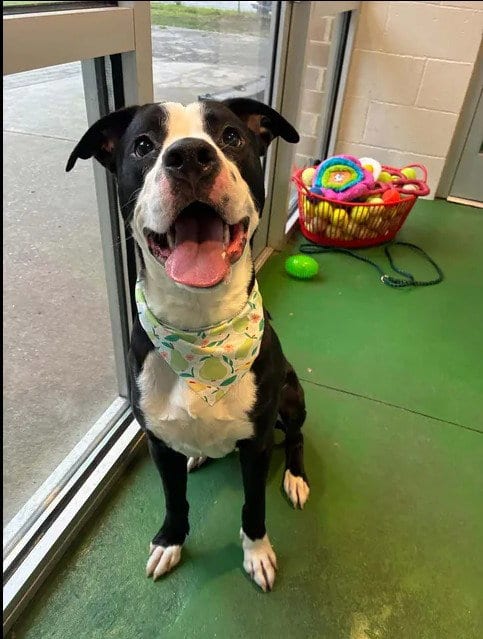 Photo of A525191, adoptable Pit Bull Terrier in Wilmington, North Carolina