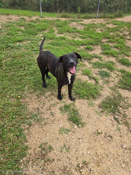 Photo of Manwich, adoptable Unknown breed (short coat) in Maquoketa, Iowa