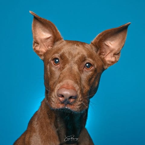 Photo of Max, adoptable Pharaoh Hound in Miami, Florida