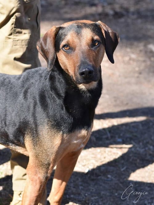 Photo of Georgia, adoptable Labrador Retriever in Brewster, New York