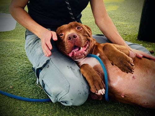 Photo of Ace, adoptable Labrador Retriever in Orlando, Florida