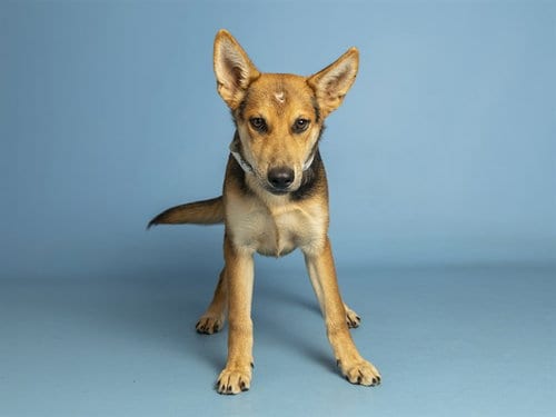 Photo of Kitkat, adoptable German Shepherd Dog in Phoenix, Arizona
