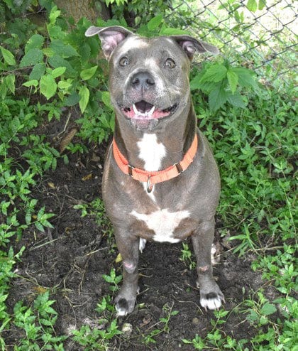Photo of Megan, adoptable American Staffordshire Terrier in Inverness, Florida