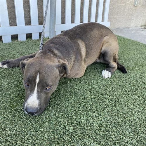 Photo of Brutus, adoptable Pit Bull Terrier in Modesto, California