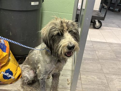 Photo of Carl, adoptable Poodle (Standard) in Grand Prairie, Texas