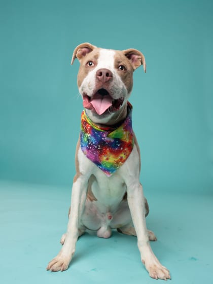 Photo of Cow, adoptable dog in Atlanta, Georgia