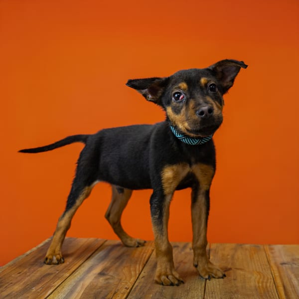 Photo of Biscuit, adoptable Shepherd cross in Lawrenceville, Georgia
