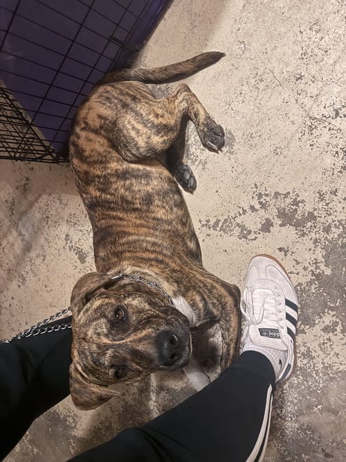 Photo of Lucky, adoptable Pit Bull Terrier in Miami, Florida