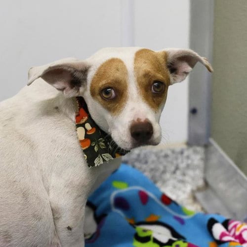 Photo of Tootsie Roll, adoptable Terrier in San Antonio, Texas