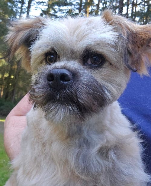 Photo of Gillian, adoptable Terrier in Olalla, Washington