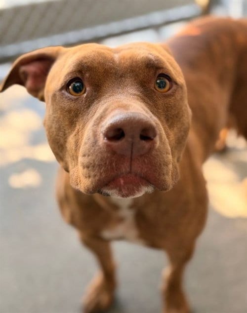 Photo of Ricky, adoptable Pit Bull Terrier in Sacramento, California