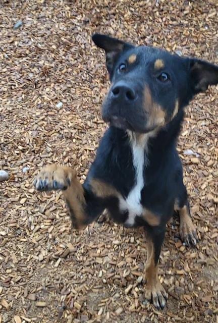 Photo of Beast, adoptable Doberman Pinscher in Albuquerque, New Mexico