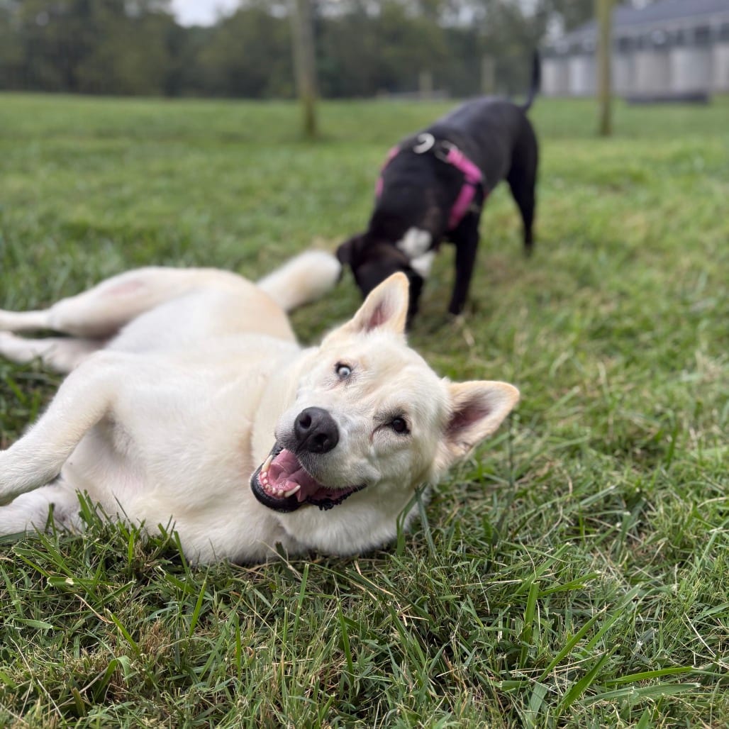 Photo of Kai, adoptable Husky / Mixed Breed (Large) in Fairfax Station, Virginia