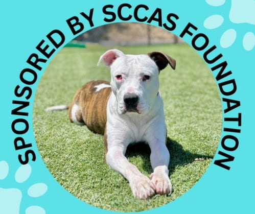 Photo of Ziya, adoptable Pit Bull Terrier in Santa Cruz, California