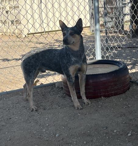 Photo of Donnie, adoptable Queensland Heeler in HESPERIA, California