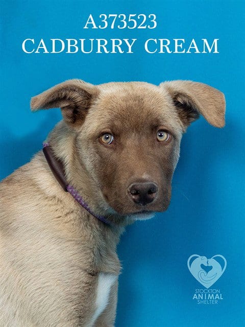 Photo of Cadburry Creme, adoptable Siberian Husky in Stockton, California