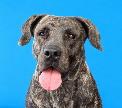 Photo of Melly, adoptable Mastiff in Pasadena, California