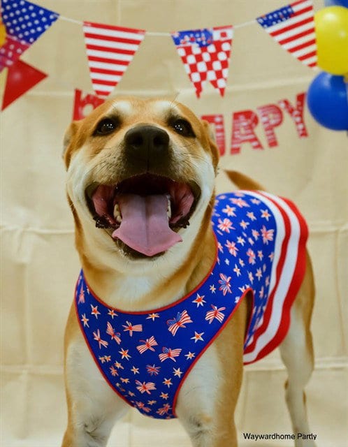 Photo of Mater, adoptable Labrador Retriever in Ocala, Florida