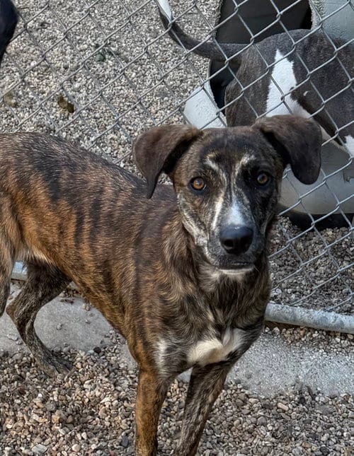 Photo of Mulan- Stunning girl, adoptable Plott Hound in Oakhurst, New Jersey
