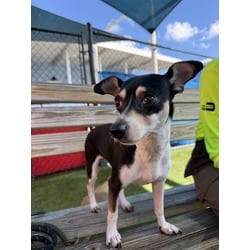 Photo of Freedom, adoptable Rat Terrier Chihuahua in Doral, Florida