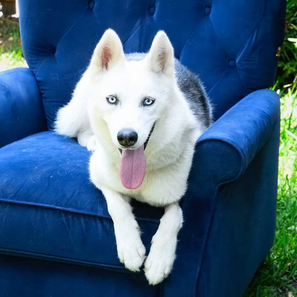 Photo of Reno "Reba", adoptable Husky / Shepherd in Weatherford, Texas