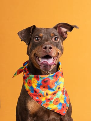 Photo of Pete, adoptable dog in Atlanta, Georgia