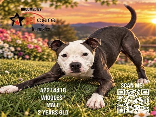 Photo of Wiggles, adoptable Pit Bull Terrier in Los Angeles, California