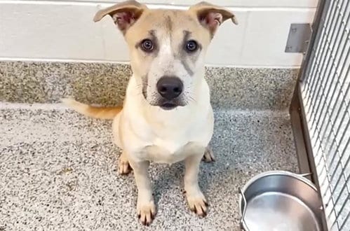 Photo of Pepsi, adoptable Labrador Retriever in Houston, Texas