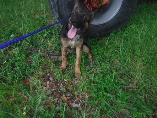 Photo of Nicko, adoptable German Shepherd Dog in Miami, Florida