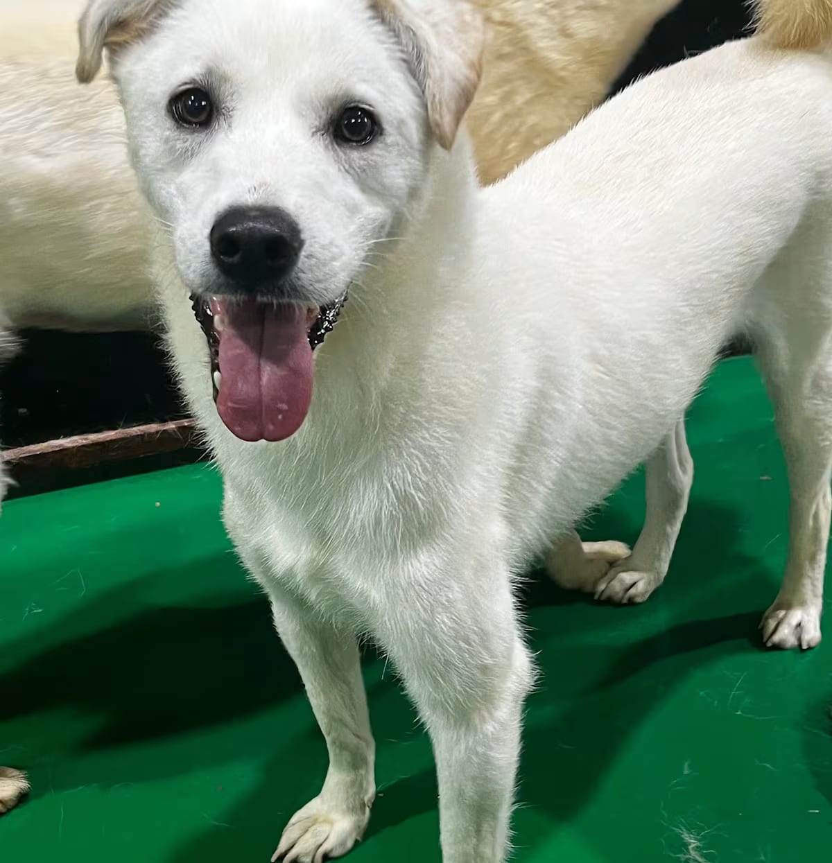 Photo of Dawook, adoptable Jindo/Labrador Retriever in Plainfield, New Jersey