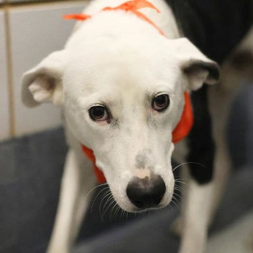 Photo of Cowboy, adoptable American Staffordshire Terrier in San Antonio, Texas