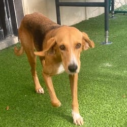 Photo of Olivia 4309, adoptable Hound (Unknown Type) Mixed Breed (Medium) in Loxahatchee, Florida