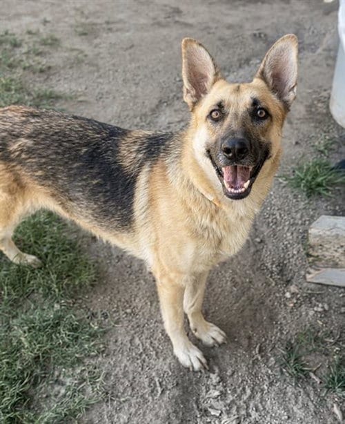 Photo of Gigi, adoptable German Shepherd Dog in Riverside, California
