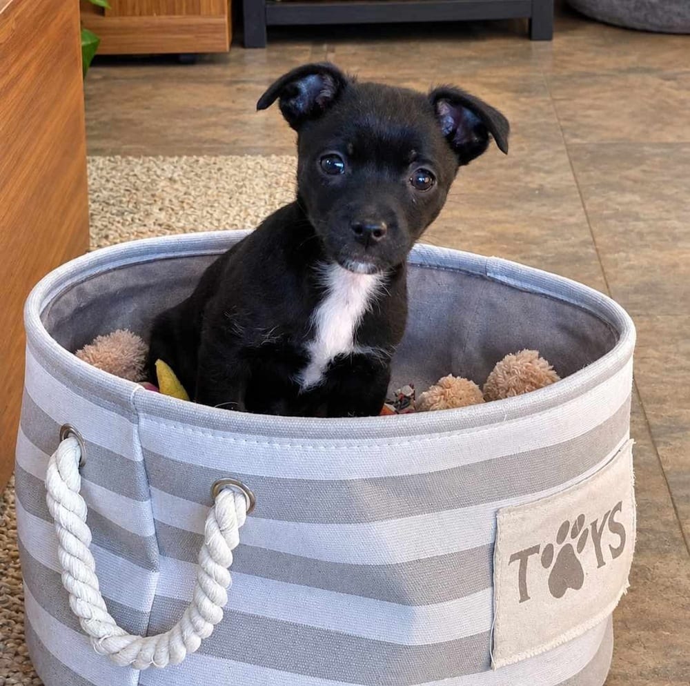 Photo of Chewy, adoptable Mixed Breed in Mountainair, New Mexico