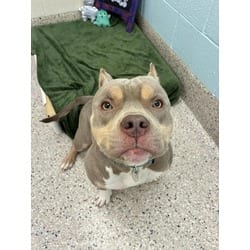 Photo of Monte, adoptable American Bulldog in Brighton, Colorado