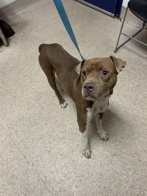 Photo of Prince, adoptable Pit Bull Terrier in Bakersfield, California