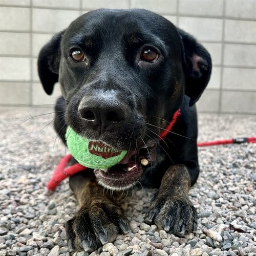 Photo of Moonlight, adoptable American Pit Bull Terrier in Mesa, Arizona
