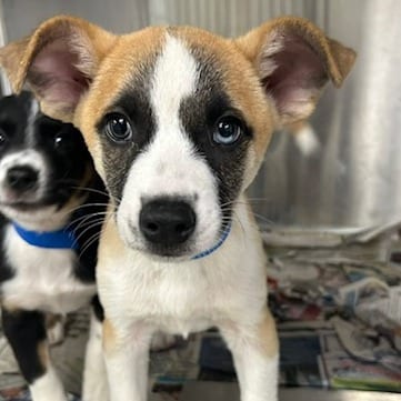 Photo of Grumpy, adoptable Mixed Breed (Medium)