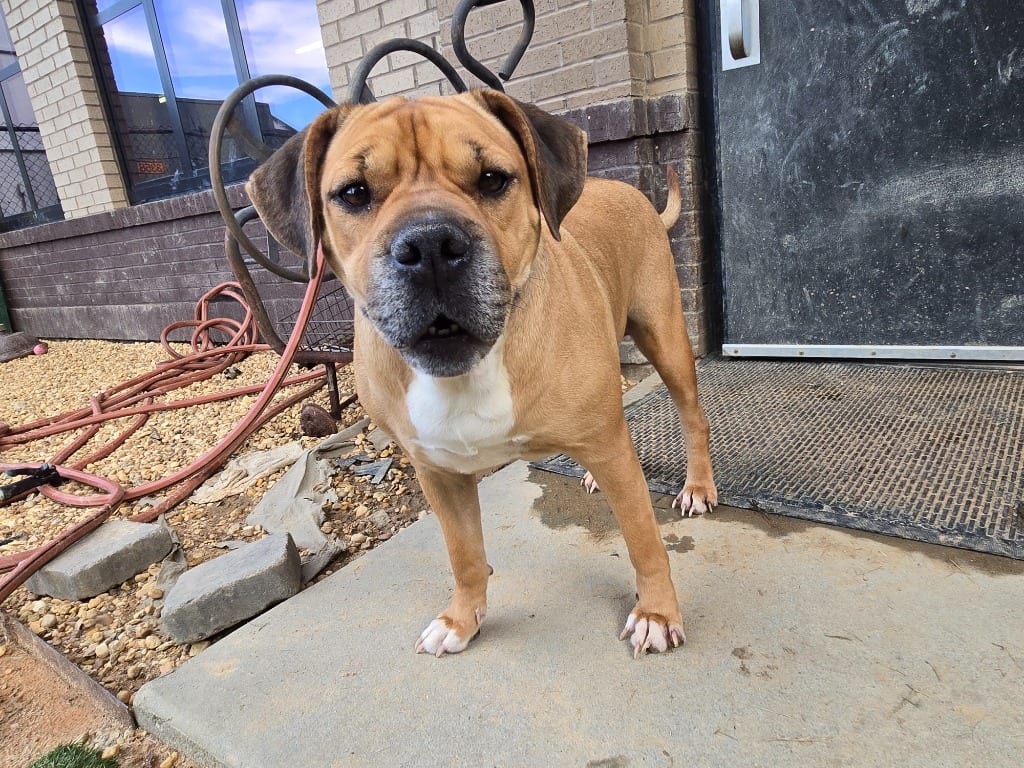 Photo of Muffin, adoptable Mixed Breed in Douglasville, Georgia