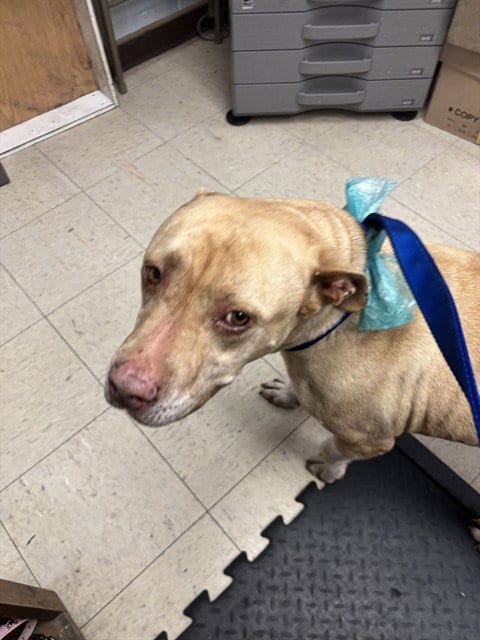 Photo of Tandy, adoptable Labrador Retriever in Stockton, California