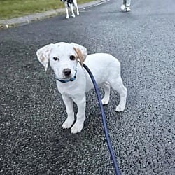 Photo of Bradley, adoptable Hound (Unknown Type) in East Hartford, Connecticut