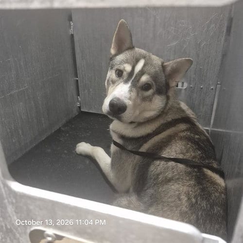 Photo of Spike, adoptable Husky in San Antonio, Texas