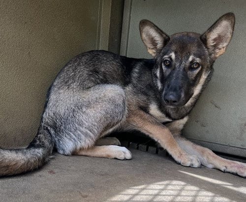 Photo of A5805387, adoptable German Shepherd Dog in Lancaster, California