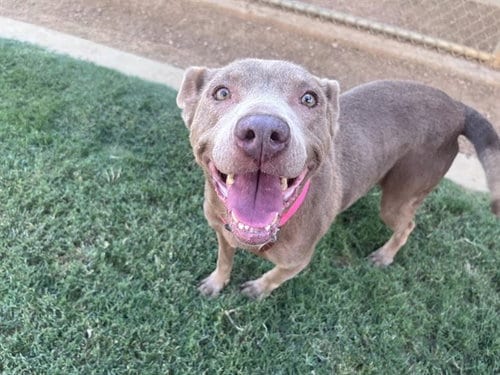 Photo of Misty, adoptable Labrador Retriever in Plano, Texas