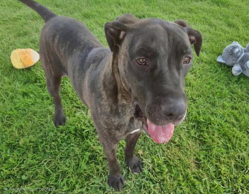 Photo of Bane, adoptable Mastiff in Albuquerque, New Mexico